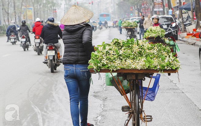 Hà Nội mùa thơm thanh tao với sắc trắng tinh khôi của hoa bưởi Hà Nội mùa thơm thanh tao với sắc trắng tinh khôi của hoa bưởi